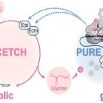 Information About Metabolism