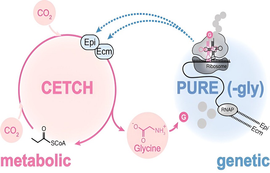 Information About Metabolism